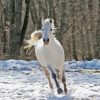 White Horse In Snowy Forest Diamond Painting