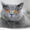 Yellow Eyes British Shorthair Cat Diamond Painting