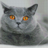 Yellow Eyes British Shorthair Cat Diamond Painting