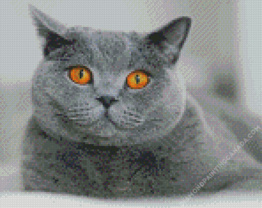 Yellow Eyes British Shorthair Cat Diamond Painting