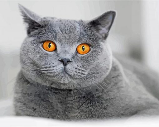 Yellow Eyes British Shorthair Cat Diamond Painting