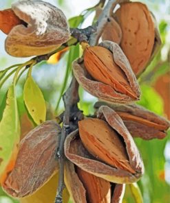 Almond Trees Diamond Painting