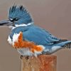 Belted Kingfisher Grey Bird Diamond Painting