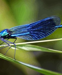 Black And Blue Dragonfly Insect Diamond Painting