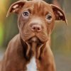 Brown Pitbull Puppy Diamond Painting