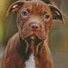 Brown Pitbull Puppy Diamond Painting