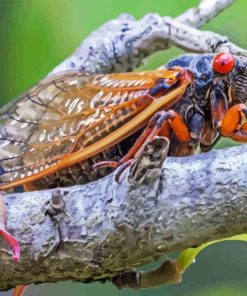 Cicadas On Tree Branch Diamond Painting