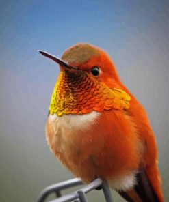 Close Up Rufous Hummingbird Diamond Painting