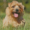 Cool Norfolk Terrier Diamond Painting