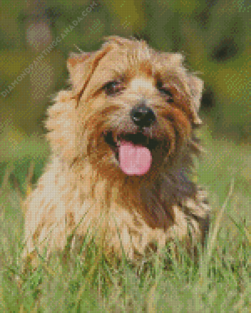 Cool Norfolk Terrier Diamond Painting