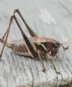 Cricket Insect Diamond Painting