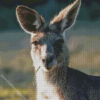 Eastern Grey Kangaroo Diamond Painting