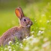 European Rabbit Wild Animal Diamond Painting