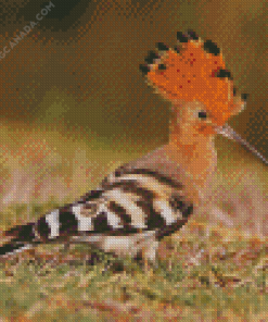 Hoopoe Bird Diamond Painting