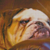 Lazy Old English Bulldog Diamond Painting