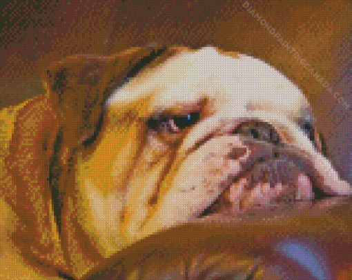 Lazy Old English Bulldog Diamond Painting