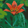 Rain Drops On Western Red Lily Diamond Painting