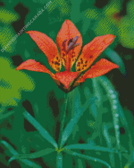 Rain Drops On Western Red Lily Diamond Painting