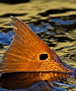 Redfish Tail In Water Diamond Painting