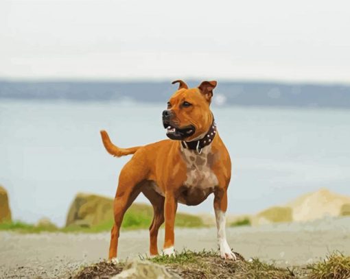 The Staffordshire Bull Terrier Dog Diamond Painting