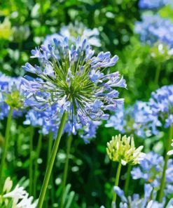 Agapanthe Agapanthus Diamond Painting