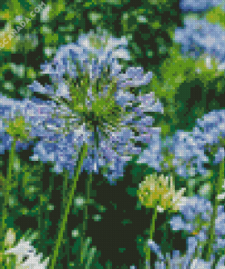 Agapanthe Agapanthus Diamond Painting