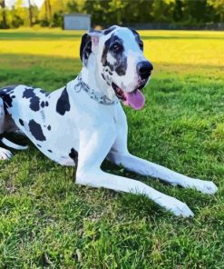 Black And White Great Dane Diamond Painting