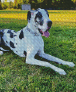 Black And White Great Dane Diamond Painting