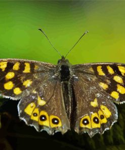 Black And Yellow Butterfly Diamond Painting