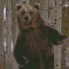 Brown Dancing Bear Diamond Painting