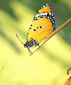 Butterfly Insect Wing Diamond Painting