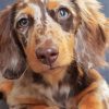 Cute Dapple Dachshund Dog Diamond Painting