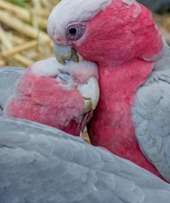 Cute Rose Breasted Cockatoo Diamond Painting