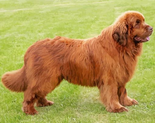 Newfoundland Dog Diamond Painting