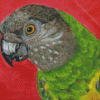 Senegal Parrot Bird Diamond Painting