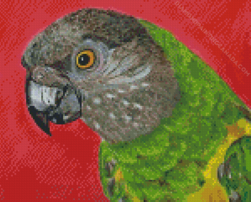 Senegal Parrot Bird Diamond Painting