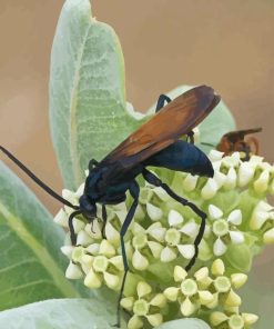 Tarantula Hawk On Green Plant Diamond Painting