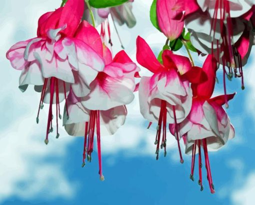 Fuchsias flowers Diamond With Numbers