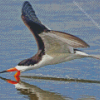 black and white Skimmer bird Diamond Paintings