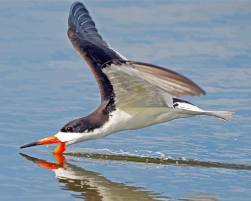 black and white Skimmer bird Diamond Paintings