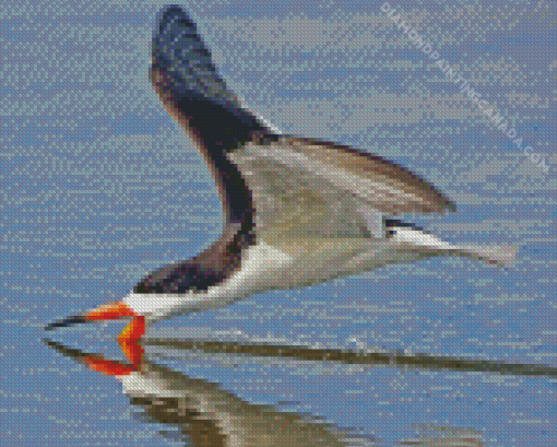 black and white Skimmer bird Diamond Paintings