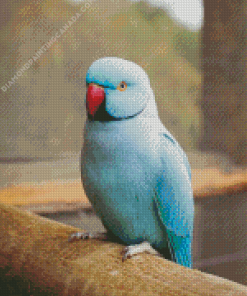 blue indian ringneck parrot Diamond Paintings