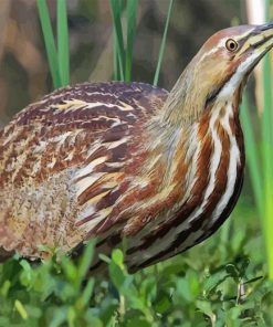 Bittern Diamond Painting