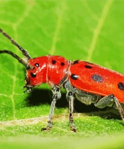 Red Beetle Diamond Painting