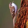 Treecreeper on tree Diamond Painting