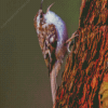 Treecreeper on tree Diamond Painting