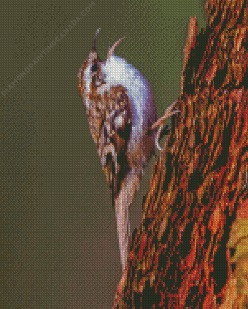 Treecreeper on tree Diamond Painting