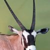 Gemsbok Diamond Painting