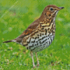 Thrush Bird Diamond Painting