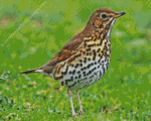 Thrush Bird Diamond Painting